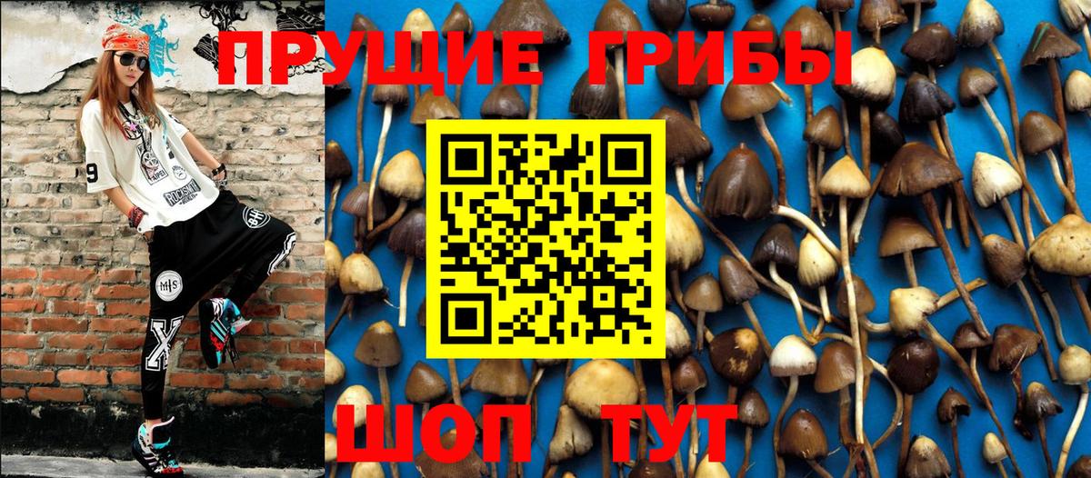 Псилоцибиновые грибы Psilocybe Краснокамск